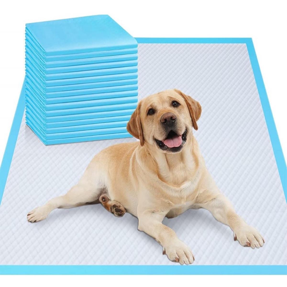 Premium Puppy Training Pads – 60x60cm Leakproof & Ultra-Absorbent (Pack of 50)